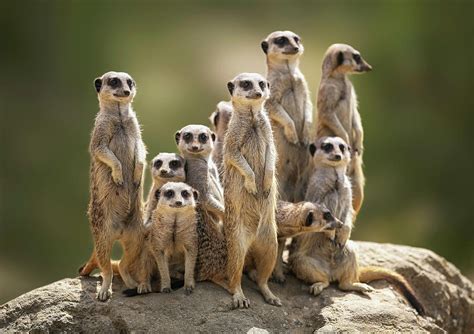 Meerkats Family Betfair